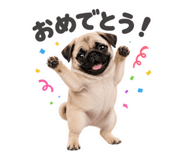 856655558