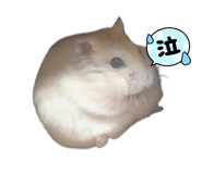 856656246