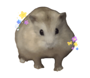 856656247