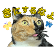856656988