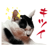 856656996