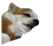 856657333
