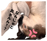 856657459