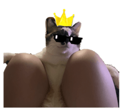 856657462