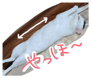 856657795