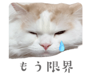 856665650