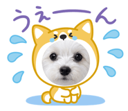 856665799