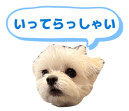 856666356