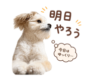 856666493