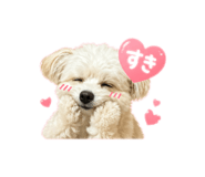 856666511
