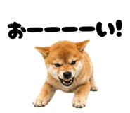 856666809