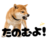 856666810