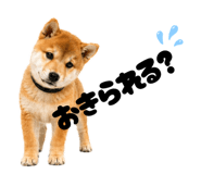 856666812