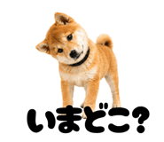 856666813
