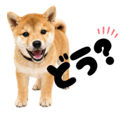 856666817