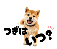 856666818