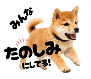 856666820
