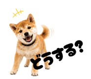 856666821