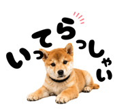 856666826