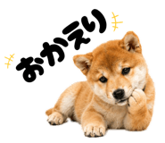 856666827