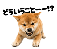 856666829