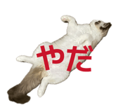 856667122