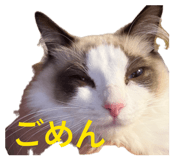 856667124