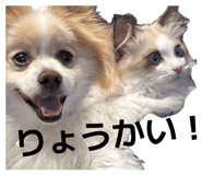 856667125