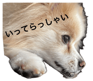 856667126
