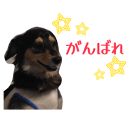 856667281