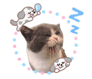 856667522