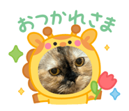 856667527