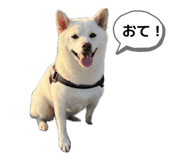 856668726