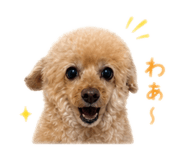 856670500