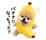 856673306