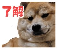 856676242