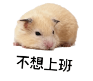 856676337