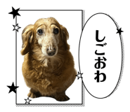 856677017
