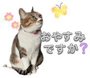 856680774