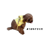 856681181