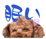 856681195