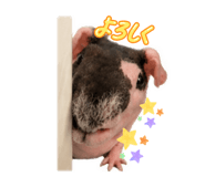 856686843