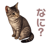 856687806