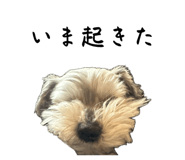 856688922