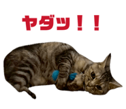 856692207