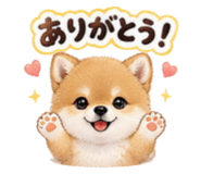 856693111