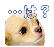 856694250