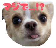 856694255