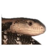 856699416