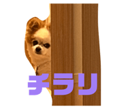 856699571